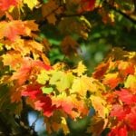 autumn-209479_960_720