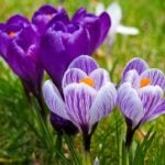 crocus-2139169_960_720