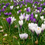 krokus