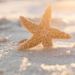 starfish-art-starfish-photography-beach-cottage-bathroom-decor-starfish-large-wall-art-starfish-print-sand-and-sun-beach-photography-5a614f53