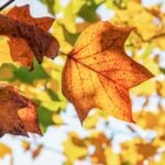 herfstbladeren